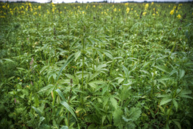 Oklahoma industrial hemp