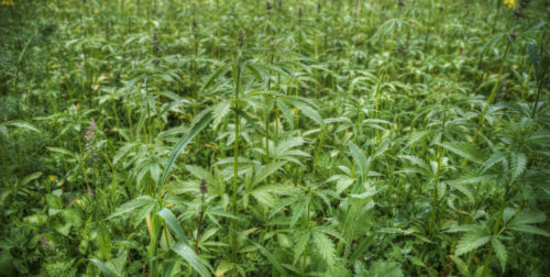 Oklahoma industrial hemp