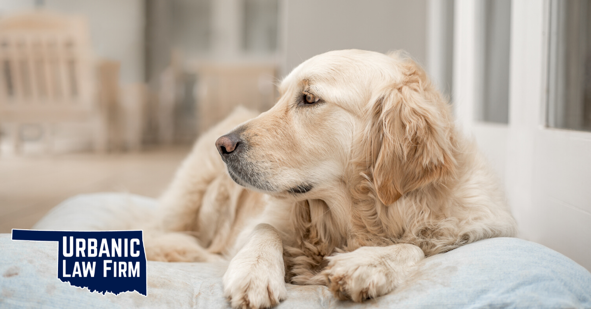 Animal Cruelty Crimes in Oklahoma - Laws & Punishments Animal Cruelty Crimes in Oklahoma - Laws & Punishments