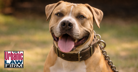 Daytime photograph of a muscular tan and white dog sitting alert on an Oklahoma sidewalk near a blurred law-enforcement vehicle, illustrating Oklahoma animal fighting crimes and the Oklahoma criminal defense representation provided by The Urbanic Law Firm.