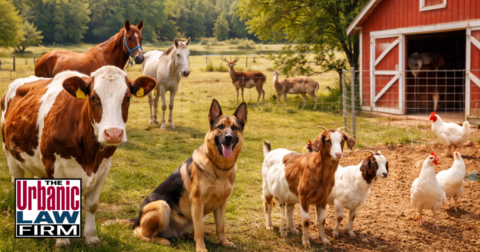 Daytime photograph of an Oklahoma ranch with cattle near a fence line and a pickup truck in the foreground, symbolizing animal theft crimes Oklahoma and reinforcing skilled Oklahoma criminal-defense representation by The Urbanic Law Firm for people accused of livestock and farm-property offenses.
